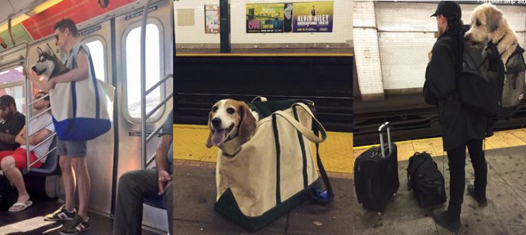 Public Transport Pet Policy New York City