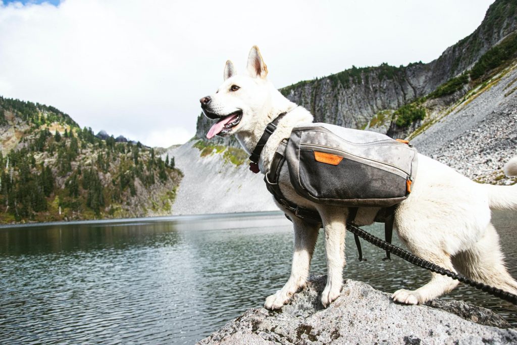 Hiking in the PNW with your Dog