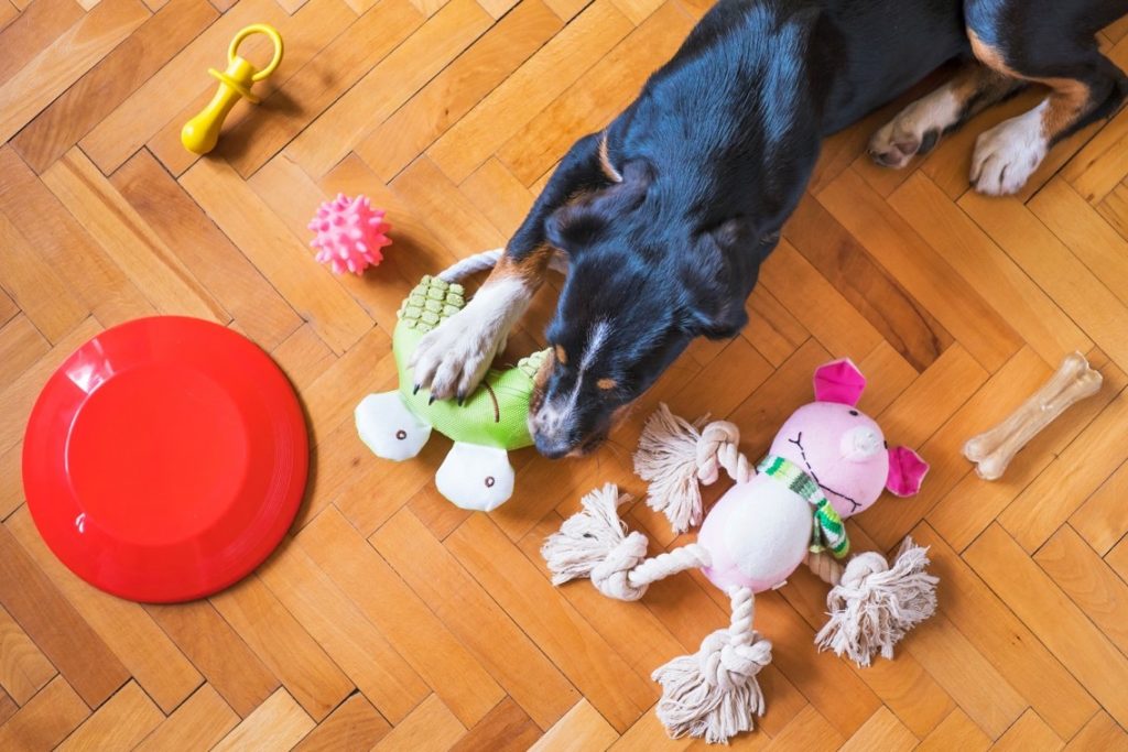 10 Best Toys To Keep Your Dog Busy Indoors, Dog Toys Advisor