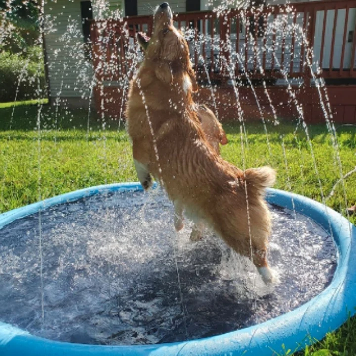 dog proof splash pad